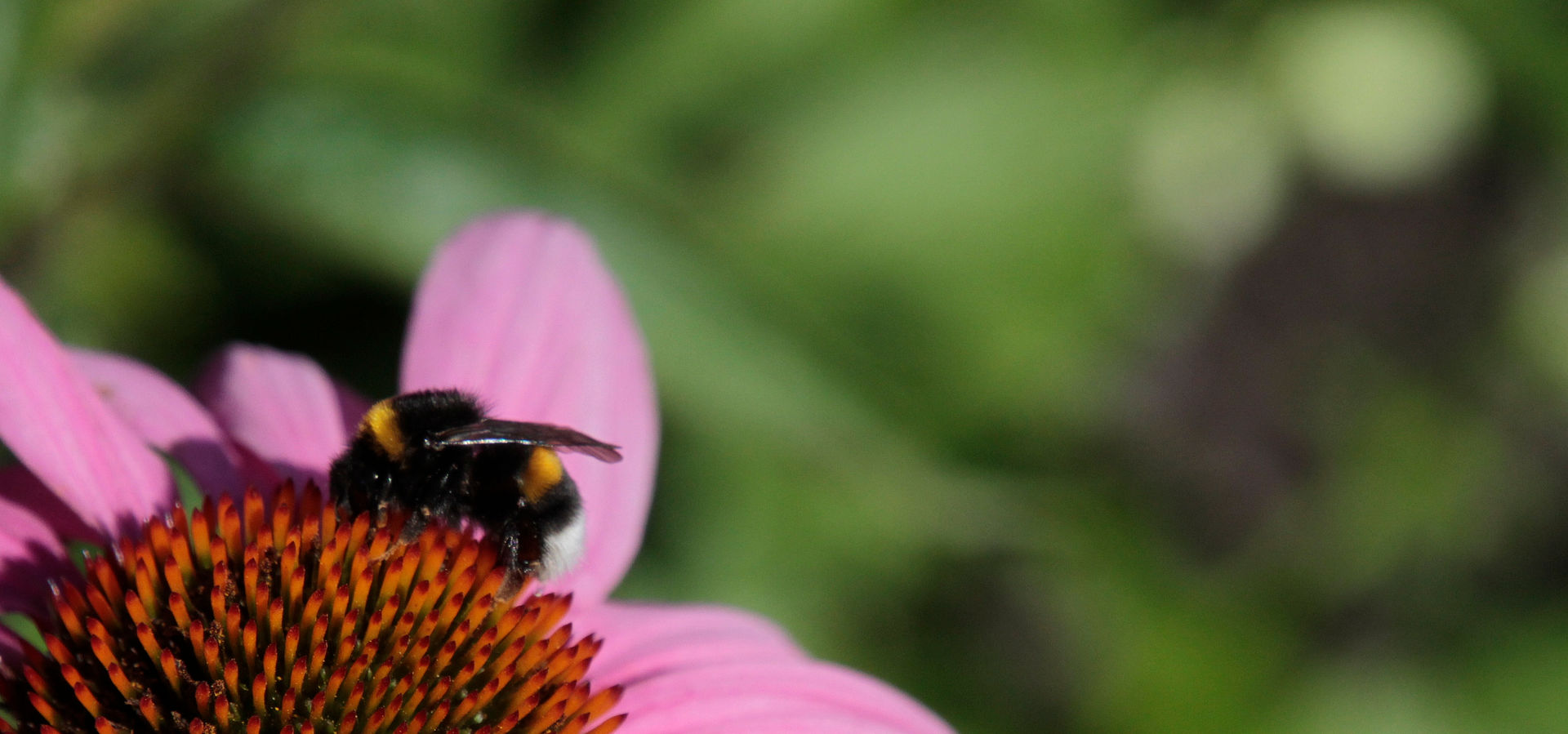 Suomalaista mehiläisvahaa ihosi hyvinvoinnin tueksi